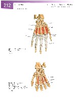 Sobotta Atlas of Human Anatomy  Head,Neck,Upper Limb Volume1 2006, page 219